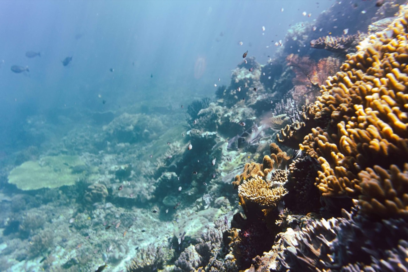 Raja Ampat Gallery 2
