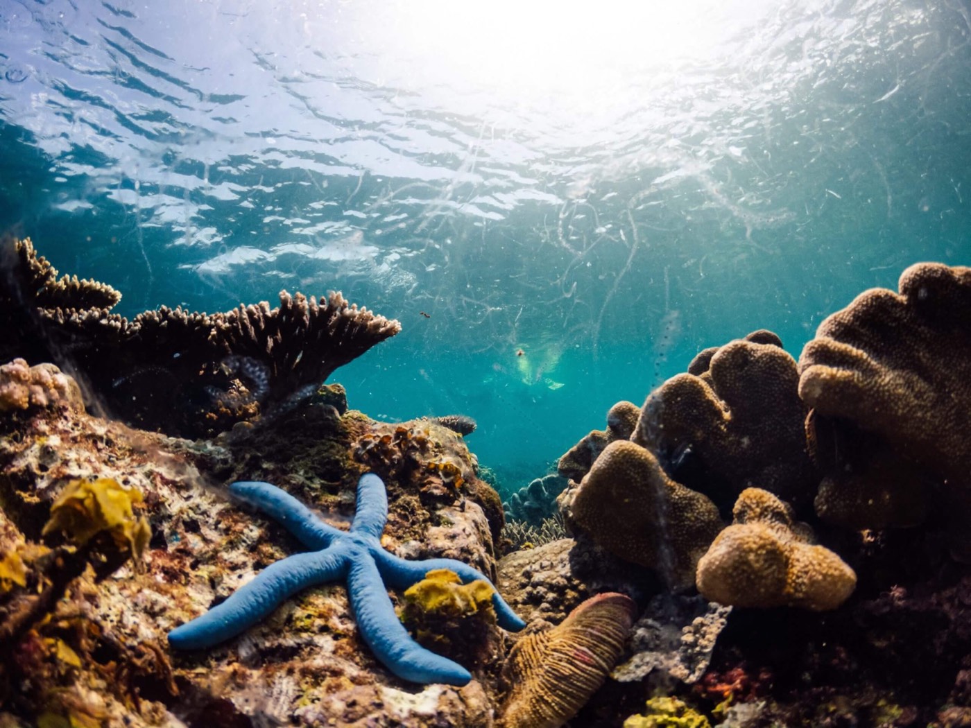 Raja Ampat Gallery 8