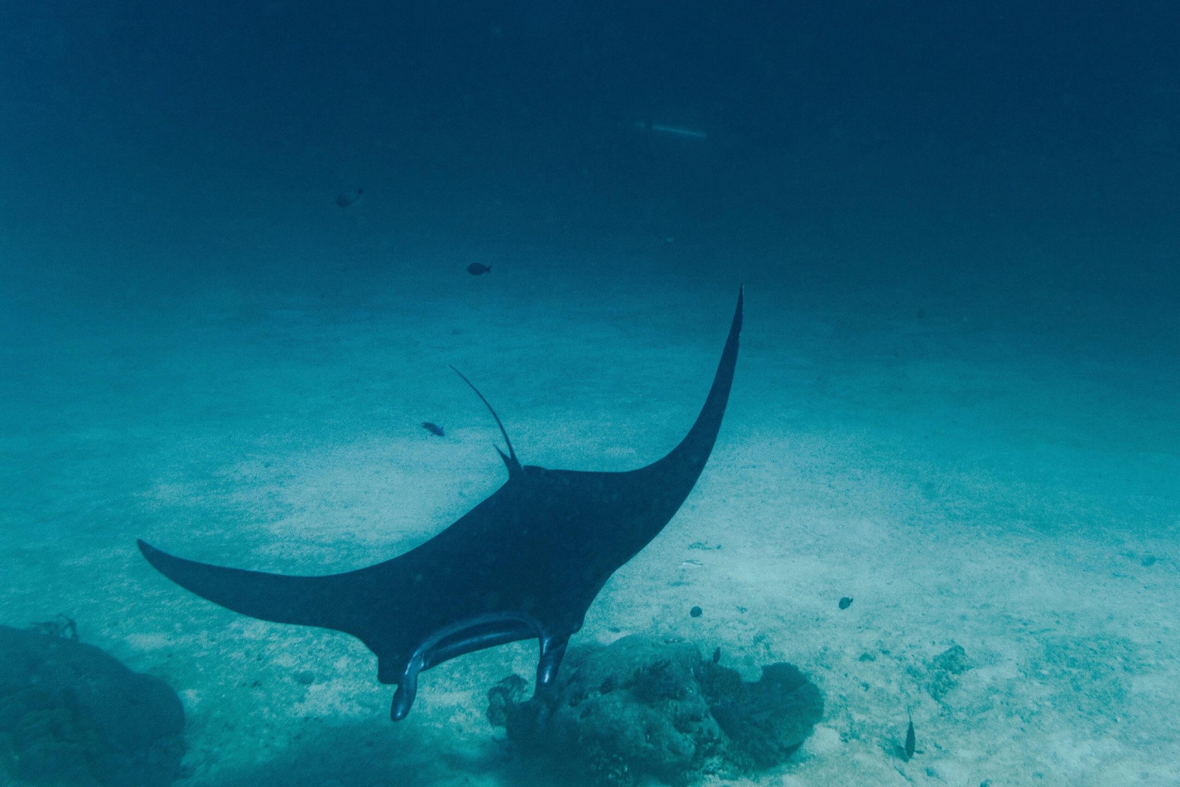 Raja Ampat, image 3