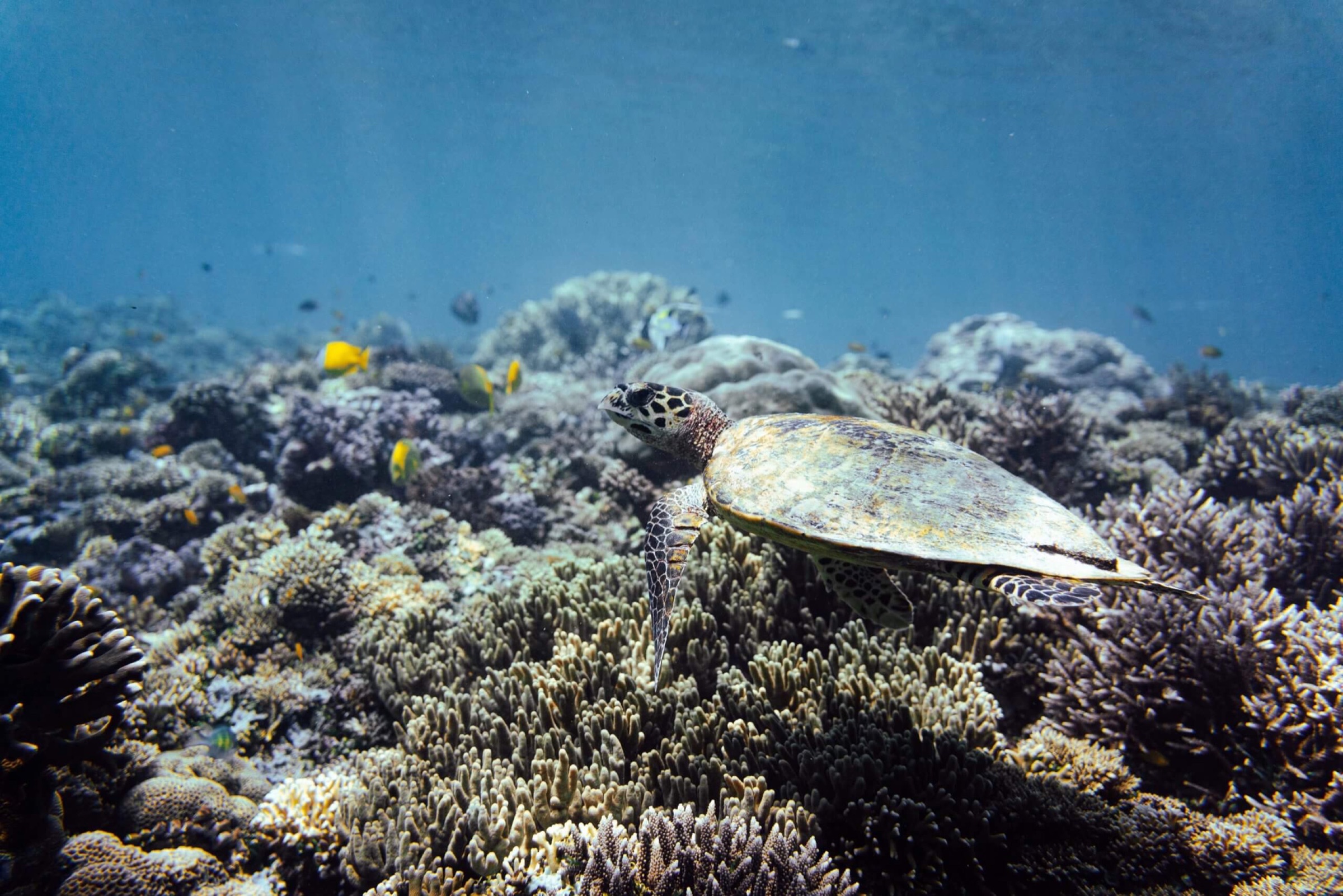 Raja Ampat, image 4